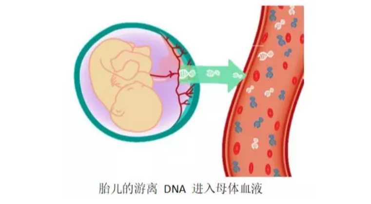 無創(chuàng)胎兒親子鑒定