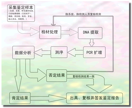 DNA親子鑒定流程